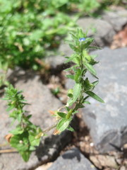 Veronica arvensis