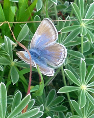 Icaricia icarioides missionensis