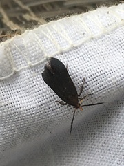 Dichomeris nonstrigella