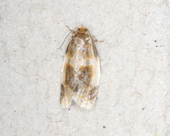 Clepsis melaleucanus