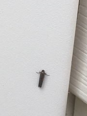 Yponomeuta multipunctella