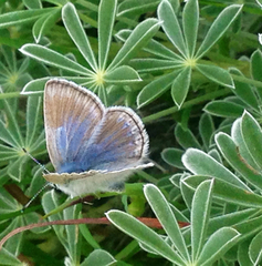 Icaricia icarioides missionensis