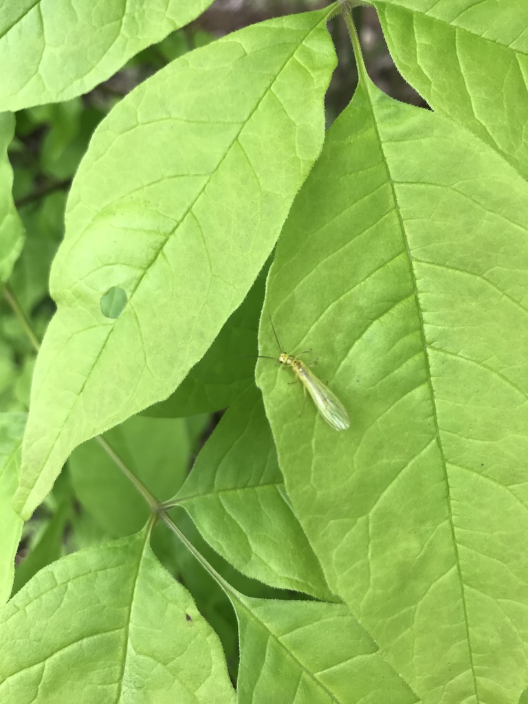 Curved Sallfly