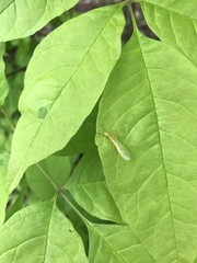 Sweltsa lateralis