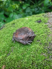Uperodon taprobanicus