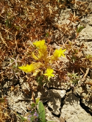 Sedum litoreum