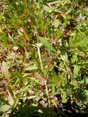 Lythrum tribracteatum
