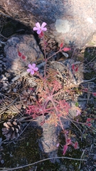 Geranium robertianum
