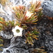 Dracophyllum densum - Photo (c) Brett Sandford, osa oikeuksista pidätetään (CC BY), lähettänyt Brett Sandford