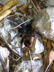 Tliltocatl epicureanus