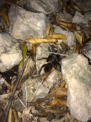 Tliltocatl epicureanus