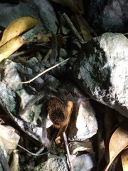 Tliltocatl epicureanus