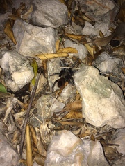 Tliltocatl epicureanus