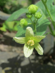 Bryonia cretica dioica