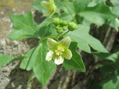 Bryonia cretica dioica