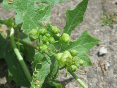 Bryonia cretica dioica