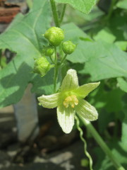 Bryonia cretica dioica