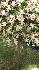 Magnoliopsida