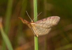 Idaea humiliata