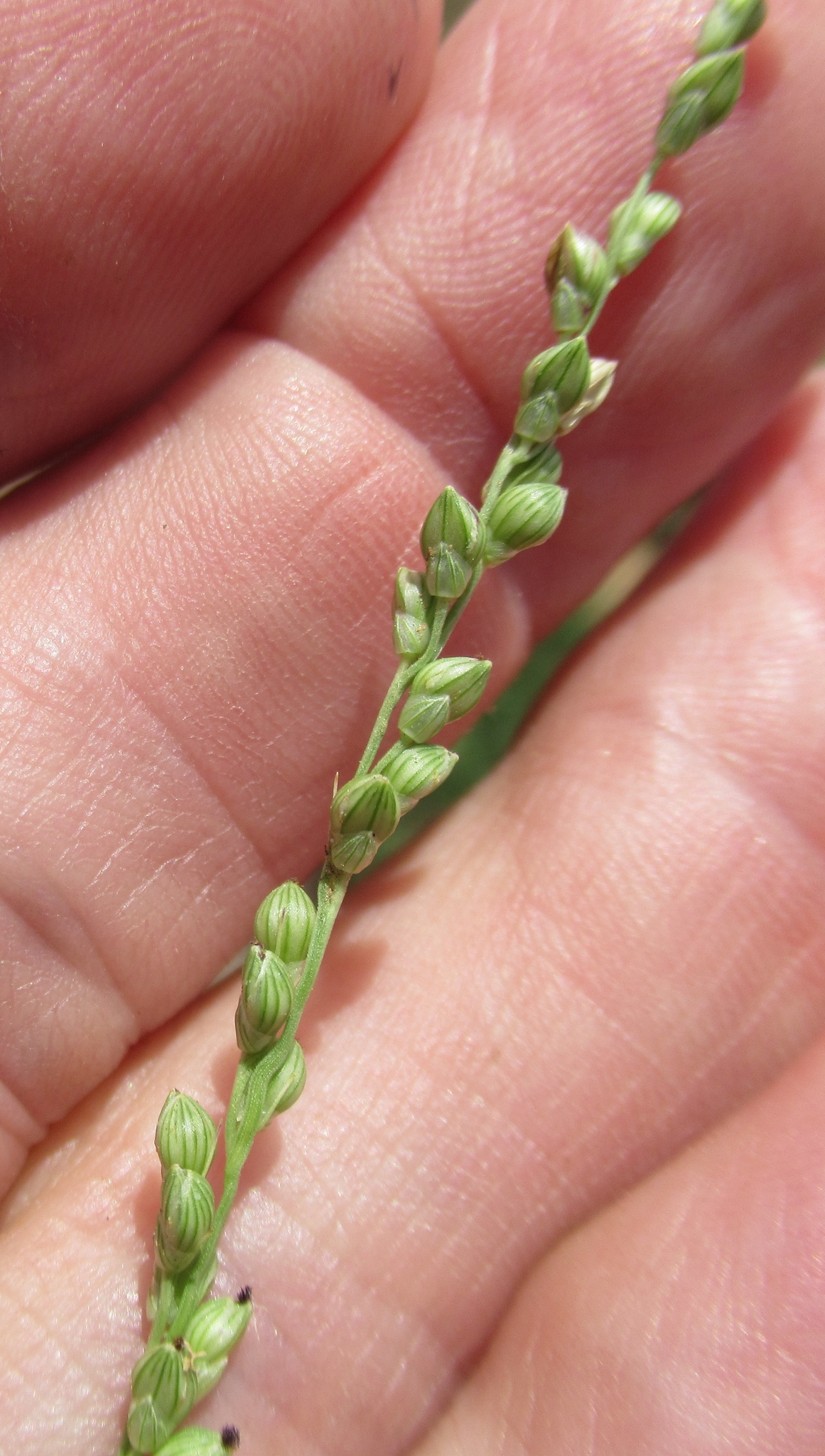 Setaria reverchonii