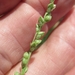 Reverchon's Bristlegrass - Photo (c) Linda Jo Conn, some rights reserved (CC BY-NC), uploaded by Linda Jo Conn