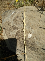 Lolium persicum