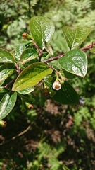 Cotoneaster