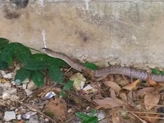 Oligodon fasciolatus