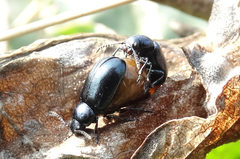 Gastrophysa atrocyanea