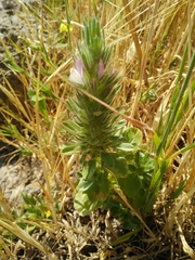 Ononis alopecuroides