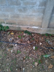 Oligodon fasciolatus