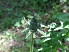 Taraxacum officinale