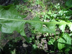 Taraxacum officinale