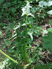 Taraxacum officinale