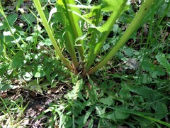 Taraxacum officinale