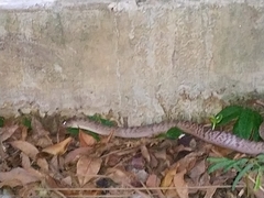 Oligodon fasciolatus