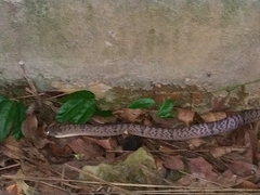 Oligodon fasciolatus