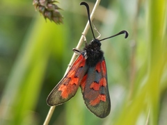 Zygaena oxytropis