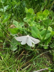 Siona lineata