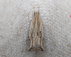 Helcystogramma hystricella