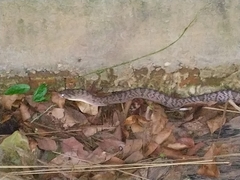 Oligodon fasciolatus