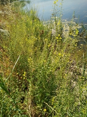 Verbascum heterophyllum
