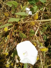Convolvulus betonicifolius
