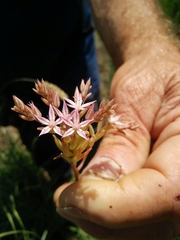 Sedum rubens