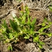 Ranunculus lateriflorus - Photo (c) דבורה שיצר, alguns direitos reservados (CC BY-NC), uploaded by דבורה שיצר