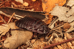 Geoscapheus dilatatus