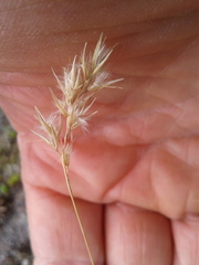 Chionochloa juncea