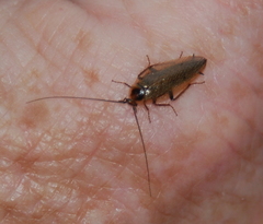 Ectobius lapponicus