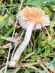 Hygrocybe
