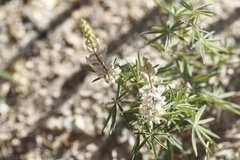 Lupinus angustifolius